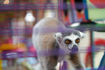 Ring-tailed lemur with orange eyes behind purple cage bars © Firman Maulana Ihsan