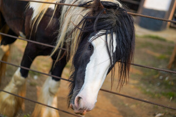 black and white horse behind metal fence on farm © Firman Maulana Ihsan