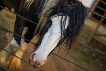 Close-up of a horse's head behind a fence © Firman Maulana Ihsan