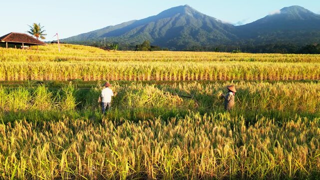 Harvesting season at Jatiluwih rice terraces with traditional Balinese farmers working manually on the golden fields with an iconic volcanic mountain background scenery, static footage