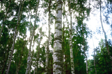 Fototapeta premium Wood texture from birch bark creating a rustic nature backdrop