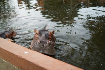 hippopotamus in water with head above surface looking at camera