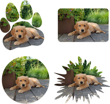 cute golden retriever puppy