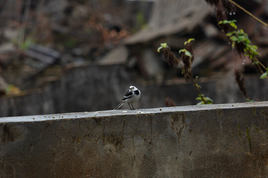 White wagtail bird standing on a concrete wall outdoors with a blurred background