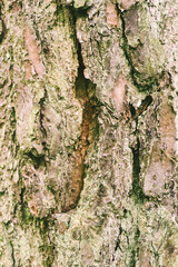Fototapeta premium Dry cracked tree bark with organic pattern