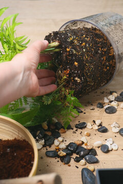 repotting of house plants, Pachira, Chamaedorea elegans, Davallia mariesii