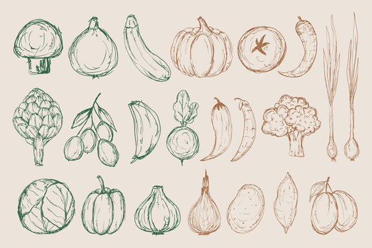 Sketch vegetables vector set. Hand drawn messy rough drawing of organic fresh vegetables for packaging, farmers market, menu, cookbook, posters. Farm produce vintage doodle, pen drawn style.