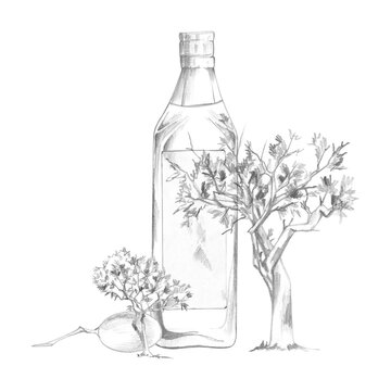 Glass oil bottle, mature olive trees with twisted trunks, airy spiky foliage. Hand drawn illustration in graphite pencil. Rustic packaging concepts, countryside branding, Mediterranean culinary blog