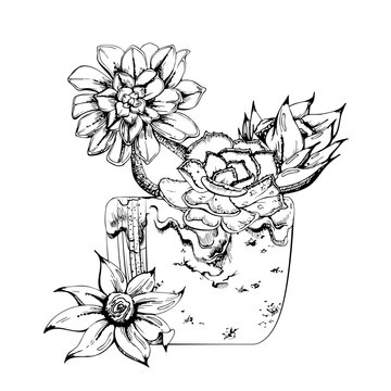 Tall aeonium stems and violet echeveria succulent rosettes in glossy artisan ceramic pot. Clean vector line illustration hand drawn in ink. Office botanical prints and green business presentations.