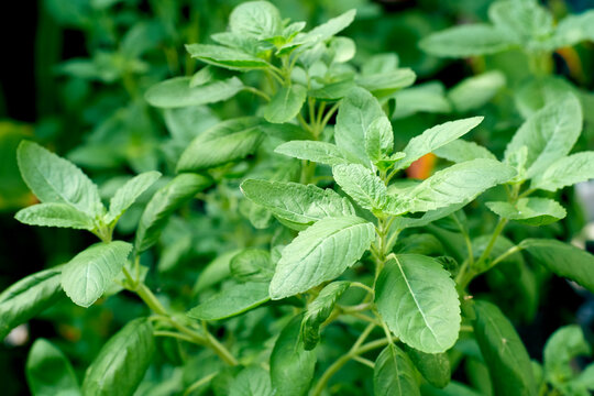 Krapow ( Thai Holy Basil )Holy basil