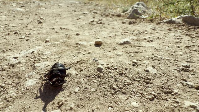 A black beetle lies on its back, floundering and moving its legs on a dusty path in Crimea. This struggling creature evokes a feeling of helpless vulnerability and deep sympathy.
