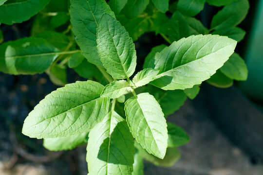 Krapow ( Thai Holy Basil )Holy basil