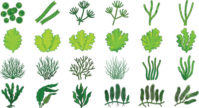 Green Algae and Seaweed Vector Set with Kelp, Sea Lettuce, Spirulina, and Aquatic Plant Icons for Marine Biology, Skincare, and Ecosystem Illustrations