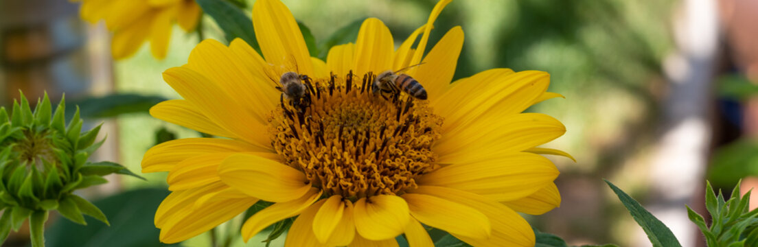 Makroaufnahme einer Biene auf Sonnenblume &ndash; Artenvielfalt und Natur im Garten