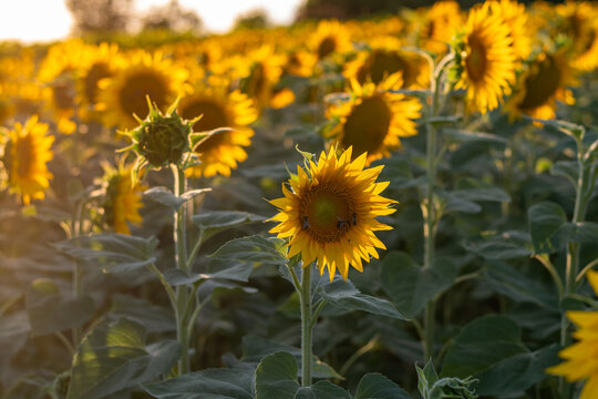 Endloses Sonnenblumenfeld im warmen Sonnenlicht &ndash; Sommerliche Agrarlandschaft