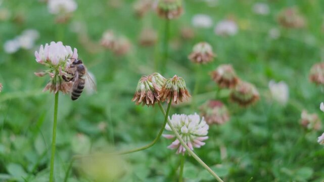 Bee foraging on pale pink clover blossoms in meadow, legs touching petals while body leans downward in soft daylight, with wilted blooms, green grass, natural blur, gentle motion