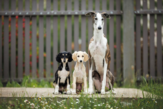two saluki puppies and a spanish galgo dog posing together outdoors