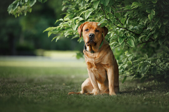 cute labrador dog sitting in the park in summer