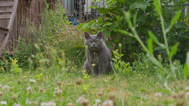 Grey British Shorthair cat moving through overgrown backyard plants from alert seated pose into low stalking crouch before exiting right, seen from low ground viewpoint in soft daylight