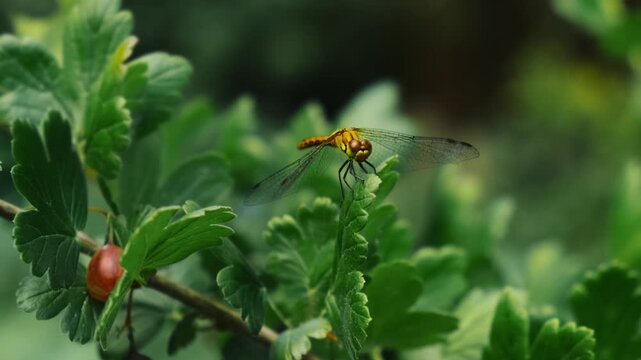 Yellow dragonfly sitting on a gooseberry branch. Summer vibes. Nature background