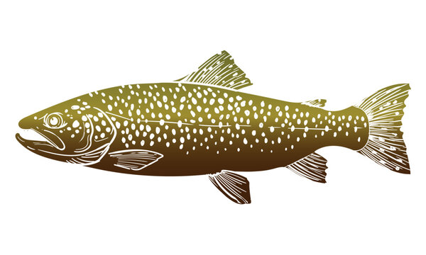 Brown Brook Rainbow Trout Fish