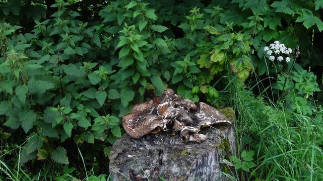 Сlose-up of an old mossy tree stump with Dryad's saddle fungus growing on it surrounded by thick green nettle plants and tall wild grass