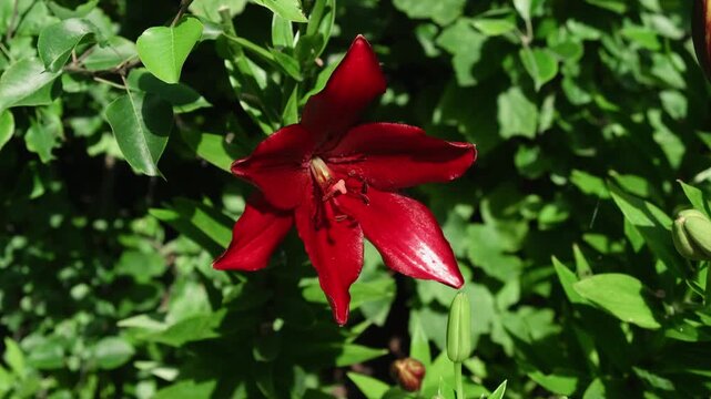 Gardening. Red lily flowers blooming in summer garden