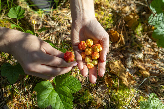 Hands gathering orange and yellow cloudberries on a sunlit forest floor with moss, leaves, and pine needles