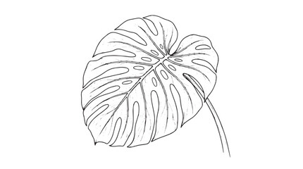 Minimalist monstera leaf line art, tropical botanical foliage vector illustration, black and white swiss cheese plant drawing for modern wall decor © Rehana