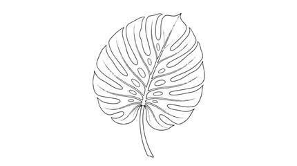 Minimalist monstera leaf line art, tropical botanical foliage vector illustration, black and white swiss cheese plant leaf drawing for modern decor © Rehana