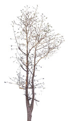 Fototapeta premium Dry leafless tree branch isolated on transparent background.