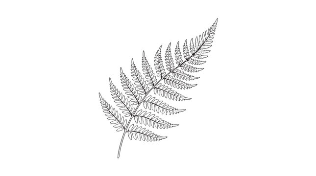 Minimalist fern leaf vector illustration, black line art botanical frond, elegant tropical foliage element for organic branding and nature design