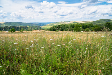 Fototapeta premium Moselle valley landscape, grassland and forest, summer meadow with flowers, rhineland palatinate, Germany