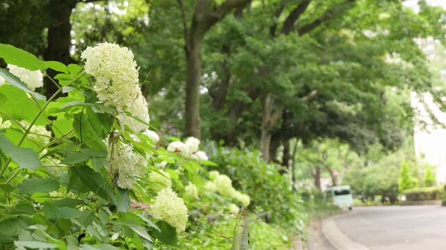 White hydrangea flowers blooming along park path in summer