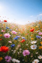 Fototapeta premium Vibrant wildflowers under clear sky.