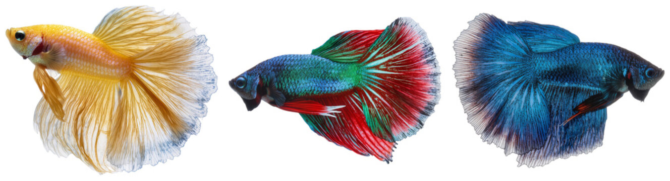 Three Siamese fighting fish (Betta splendens) with flowing fins, isolated on a white background
