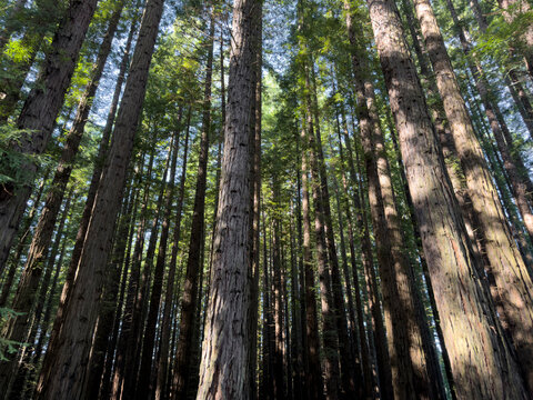Atmosphere of Redwood forest with depth and colour