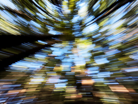 ICM camera motion of redwood forest