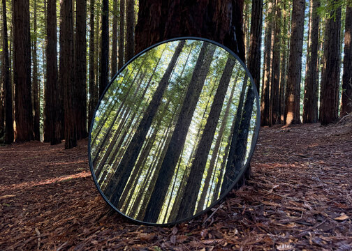 Mirror reflection of Redwood forest native to California