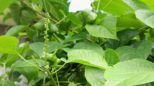 Sacha Inchi Plant with Young Fruits and Flowers in Tropical Garden