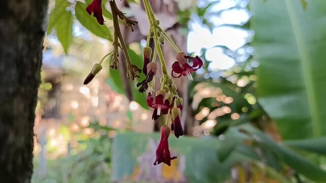 Bilimbi Flowers (Averrhoa bilimbi) Blooming on Tree Trunk in Tropical Garden