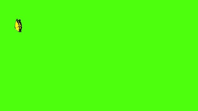 looping animated video, three yellow butterflies flying on green screen