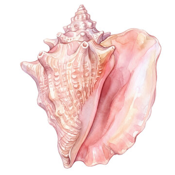 Watercolor illustration of a large pink conch seashell, isolated on a transparent background.