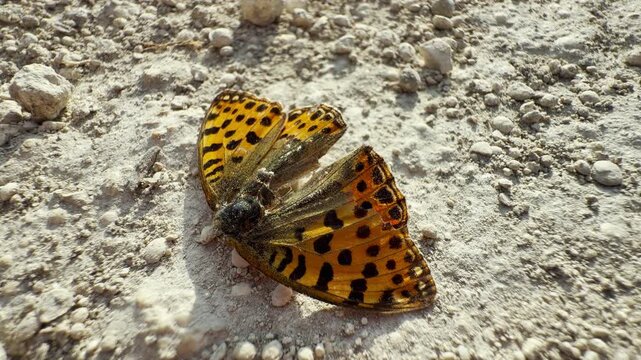A dead fritillary butterfly lies still on the dry, stony ground. Its beautiful orange wings rest under the hot sun, bringing a sad feeling of fragile loss.