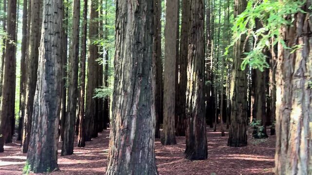 Motion of Redwood forest native to California