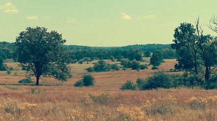 Fototapeta premium Panoramic view of a golden summer field with lone trees under warm morning light and rural scenery.