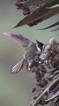 Hummingbird Perched on Dried Flowers with Green Accent