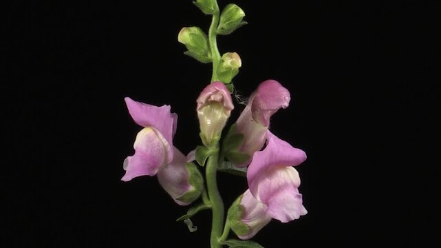 Bocca di leone comune (Antirrhinum majus) &ndash; Timelapse della fioritura di un elegante fiore ornamentale