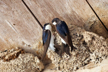 conciliabule entre hirondelles © helenedevun