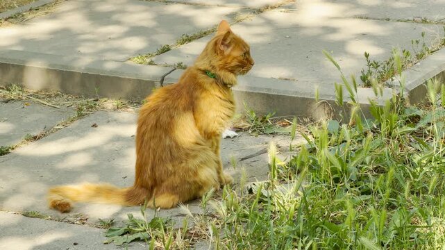 An alert ginger cat sits patiently on a concrete path beside green grass. The warm, dappled sunlight gives a peaceful feeling.